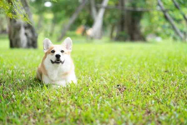 Corgi Hond Het Gras Zomer Zonnige Dag — Stockfoto