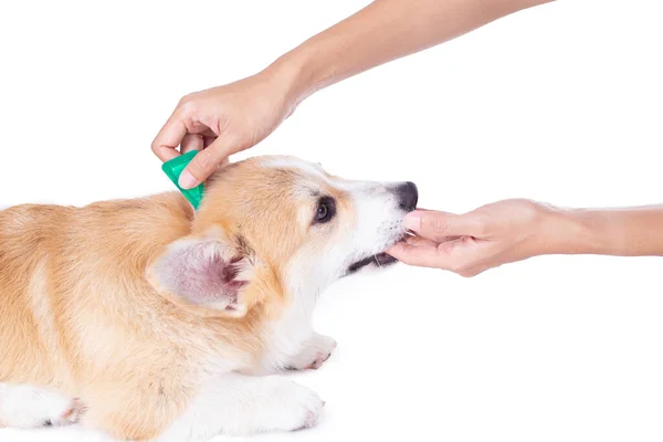 Zblízka Žena Použití Klíště Blechy Prevence Léčby Léky Její Corgi — Stock fotografie