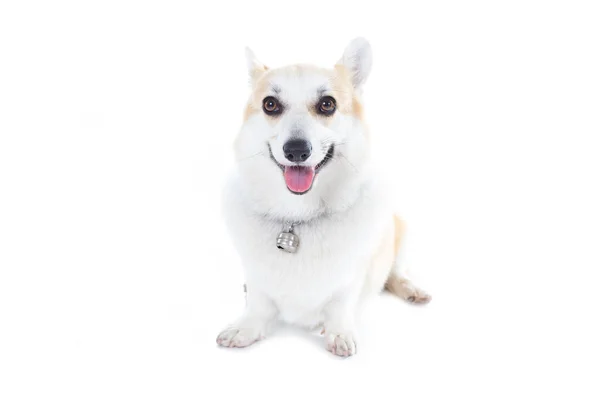 閉じるアップコーギー子犬犬座っている白い背景 — ストック写真