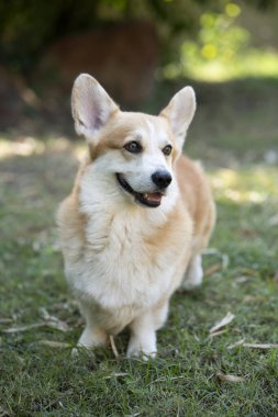 Yazın güneşli bir günde çimlerin üzerinde gülümseyen köpek Corgi 'yi kapat