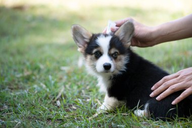 Kapalı kadın köpek yavrusu Corgi 'sine kene ve pire önleme tedavisi uyguluyor.