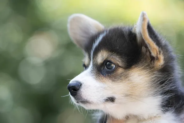 Lähikuva Corgi Pentu Koira Kesällä Aurinkoinen Päivä — kuvapankkivalokuva