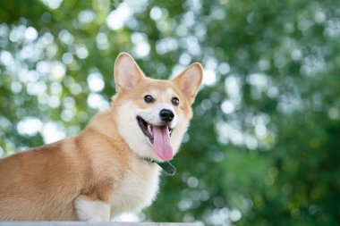 Yazın güneşli bir günde Bokeh ağacı arka planına sahip Corgi köpeği.