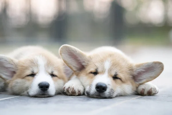 Close Cute Corgi Dog Puppies Lying Relaxing Sleeping Summer Day — Stock Photo, Image