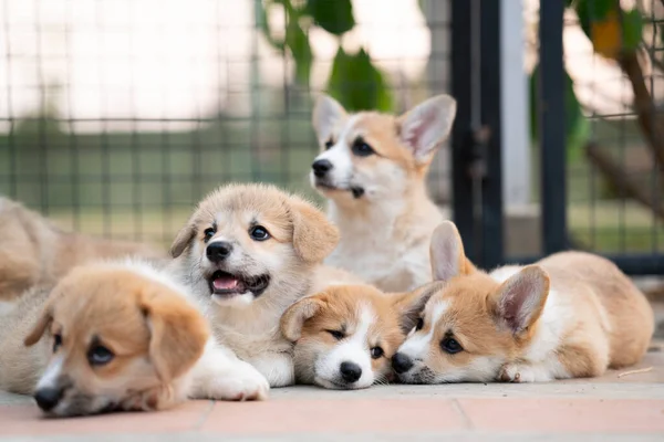 Group Corgi Puppy Dogs Lying Relaxing Sleeping Summer Sunny Day — Stock Photo, Image