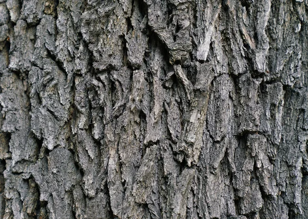 Écorce Sèche Arbre Texture Fond Dans Forêt Concept Nature — Photo