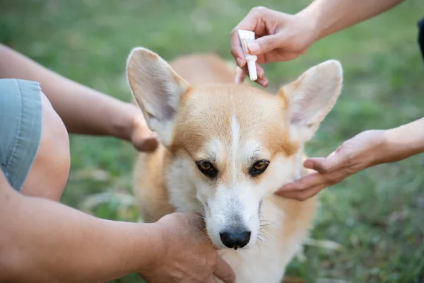 Close Vrouw Van Toepassing Tick Vlooienpreventie Behandeling Geneeskunde Haar Hond — Stockfoto