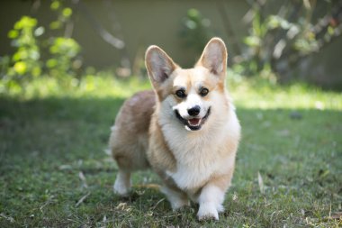 Yazın güneşli bir günde çimlerin üzerinde Corgi köpeği