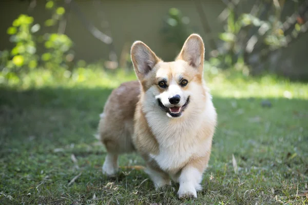 Câine Corgi Iarbă Ziua Însorită Vară — Fotografie, imagine de stoc