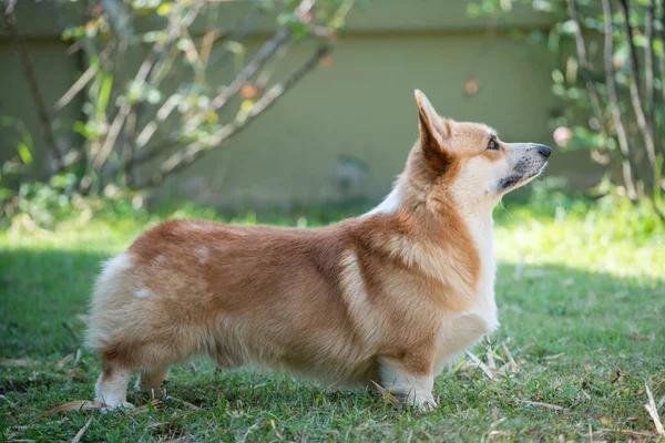 Corgi Pes Trávě Létě Slunečný Den — Stock fotografie