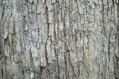 Kuru ağaç kabuğu dokusu ve arka plan, doğa kavramı