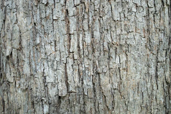 Kuru ağaç kabuğu dokusu ve arka plan, doğa kavramı