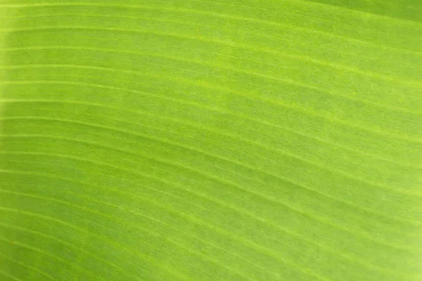 Primer Plano Hojas Palma Plátano Tropical Textura Fondo Verde Concepto — Foto de Stock