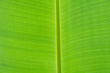 Tropik muz palmiyesi yapraklarına yakın çekim yeşil arka plan, tarım kavramı