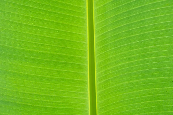 Tropik muz palmiyesi yapraklarına yakın çekim yeşil arka plan, tarım kavramı