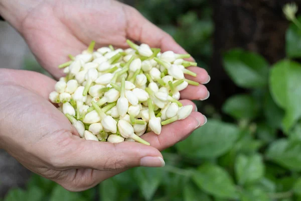 Jasmijnbloem Hand Close — Stockfoto