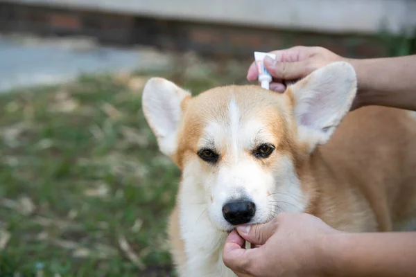 Close Woman Applying Tick Flea Prevention Treatment Medicine Her Dog — Stock Photo, Image