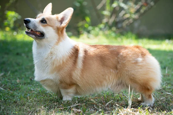 夏の晴れた日に草の上のコーギー犬 — ストック写真