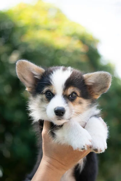 夏の晴れた日に手にコーギー子犬の赤ちゃん犬 — ストック写真