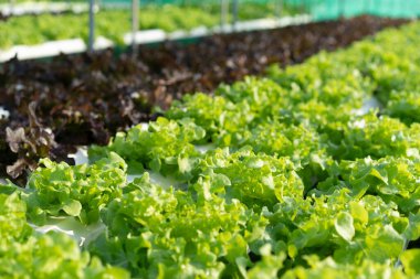 tarım hidroponiği çiftlikte yeşil sebze