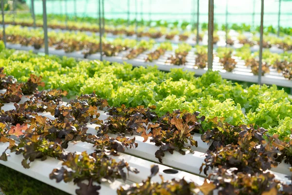 Cultivo Hidropónico Verdura Verde Granja — Foto de Stock