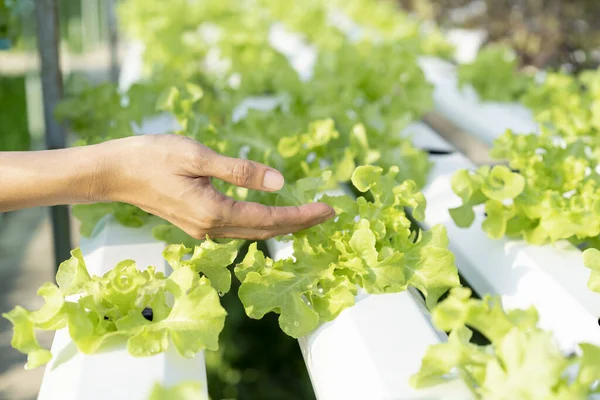 水耕栽培野菜工場 健康食品のコンセプトを持っている手を閉じる — ストック写真