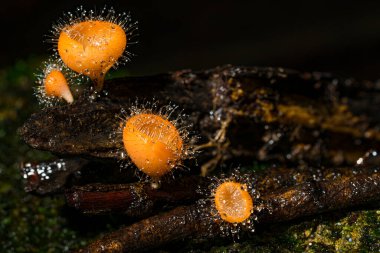 Tropikal ve subtropikal ormanlarda bulunan Kırmızı Kupa mantarları yakın mesafede.