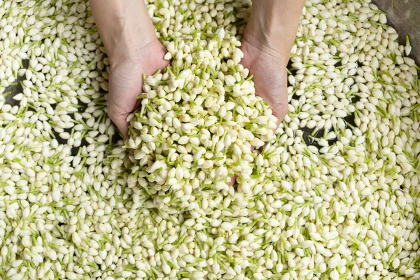 Jasmine Flower Hand Garden Close — Stockfoto