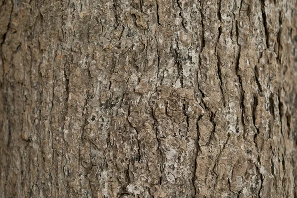 Ξηρά Υφή Φλοιού Δένδρου Και Φόντο Έννοια Της Φύσης — Φωτογραφία Αρχείου