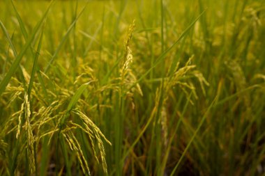 tatlı pirinç tarlaları, pirinç arka plan, çiftlik ve tarım kavramı büyüyen genç