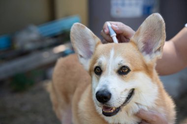 Corgi köpeği ya da evcil hayvanına kene ve pire önleme tedavisi uygulayan bir kadın.