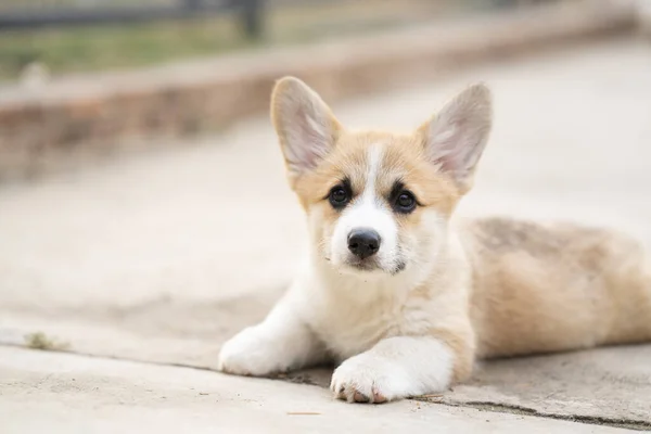 Corgi Yavru Köpeği Yazın Güneşli Bir Günde Oturuyor — Stok fotoğraf