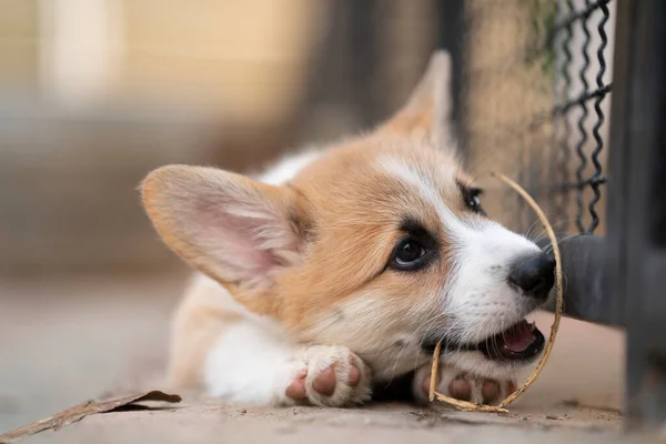 Corgi Κουτάβι Κάθεται Παίζει Κάτι Καλοκαίρι Ηλιόλουστη Μέρα — Φωτογραφία Αρχείου