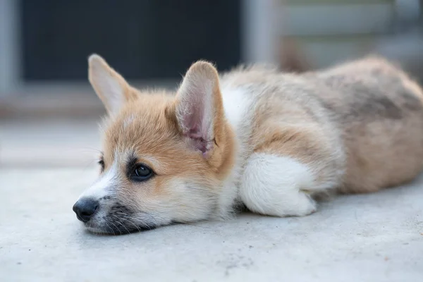 Corgi Puppy Dog Sleeping Lying Summer Sunny Day — Fotografia de Stock