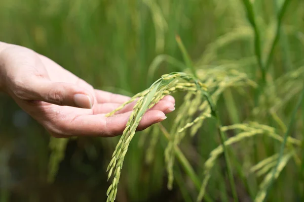 closeup hand holding ear of rice , young growing rice field background, farm and agriculture concept