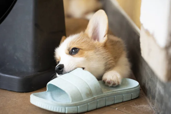 Welsh Corgi Dog Pembroke Puppy Playing Biting Owners Shoes Flip — 스톡 사진