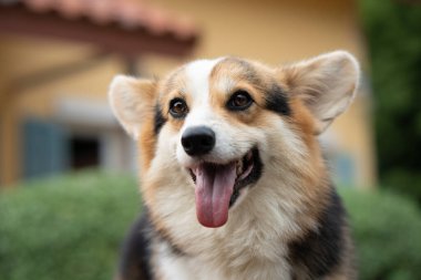 Corgi smiling puppy dog sitting on the table in summer sunny day, close up