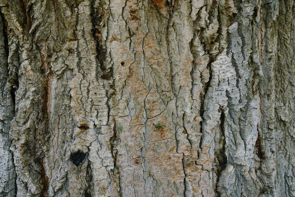 Текстура Фон Сухого Дерева Концепція Природи — стокове фото