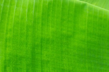 Tropik muz palmiyesi yapraklarına yakın çekim yeşil arka plan, tarım kavramı