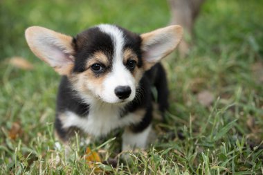 Yazın güneşli bir günde çimen yeşili arka plana sahip Corgi Dog 'u kapat, hayvan evcil hayvan konsepti.