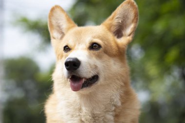 Yazın güneşli bir günde yeşil arka plana sahip Corgi Dog 'u kapat, hayvan evcil hayvan konsepti.