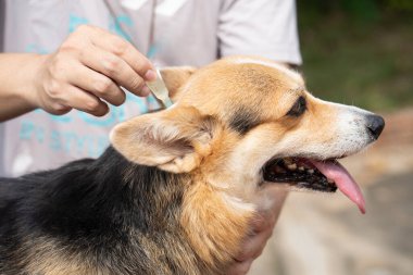 Köpeğine kene ve pire önleme tedavisi uygulayan bir veterineri kapatın.