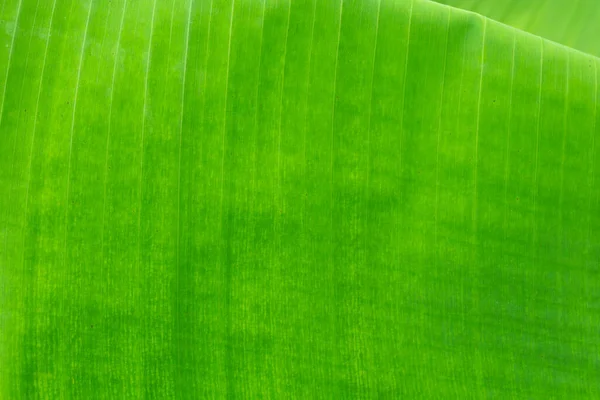 Primer Plano Hojas Palma Plátano Tropical Textura Fondo Verde Concepto — Foto de Stock