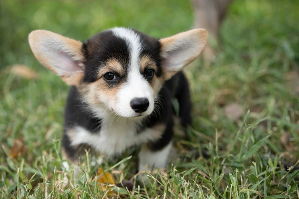 Primer Plano Perro Corgi Con Hierba Verde Fondo Verano Día —  Fotos de Stock