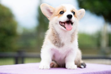Corgi yavru köpeği güneşli yaz gününde masada oturuyor.