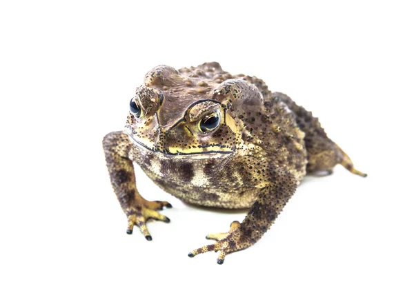 Toad on a white background. — Stock Photo, Image