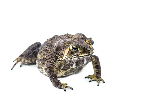 Toad on a white background. — Stock Photo, Image