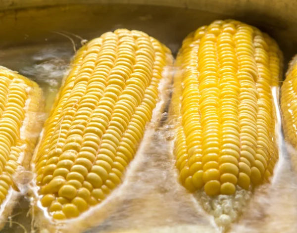 Corn boiling in pot — Stock Photo, Image