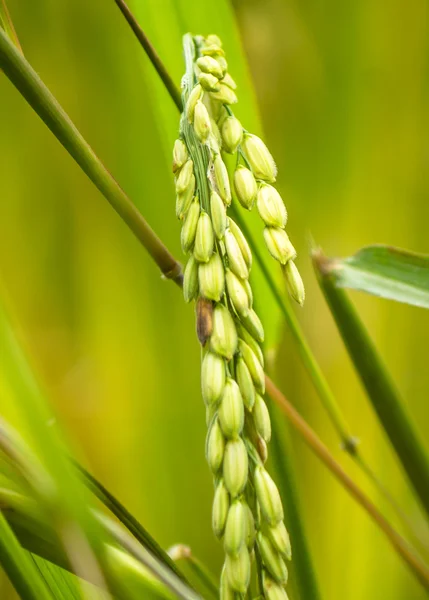 Close up of paddy rice — Stock Photo, Image