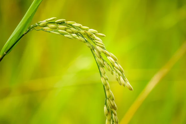 Закрытие рисовых плантаций — стоковое фото